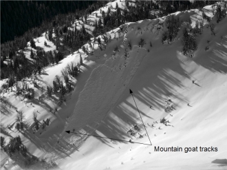 Possible mountain goat triggered avalanche