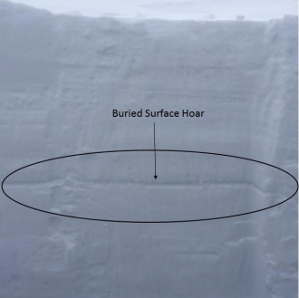 Buried Surface Hoar Cooke City - 2/20/16